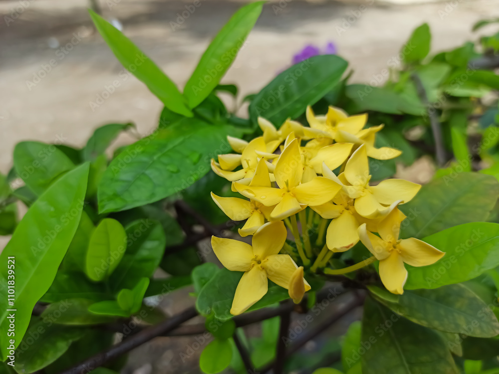 Obraz premium yellow flowers in the garden