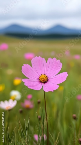 Bright pink flowers bloom in a vast meadow under a clear blue sky with distan...