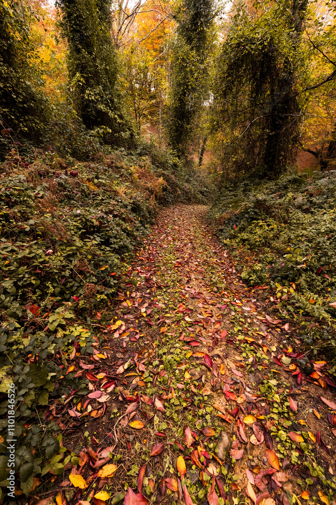 Naklejka premium Autumn forest