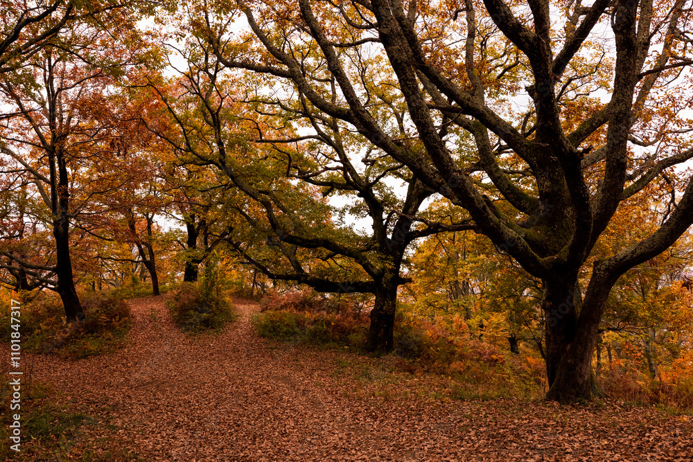 Fototapeta premium Autumn forest