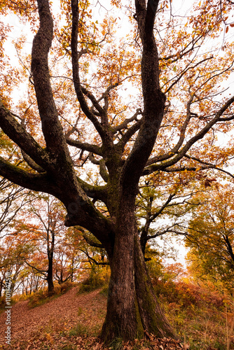 Autumn forest