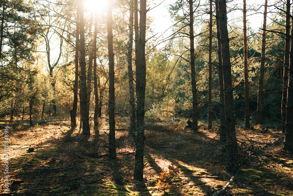 beautiful pine autumn forest in sunny weather beautiful pine autumn forest in sunny weather