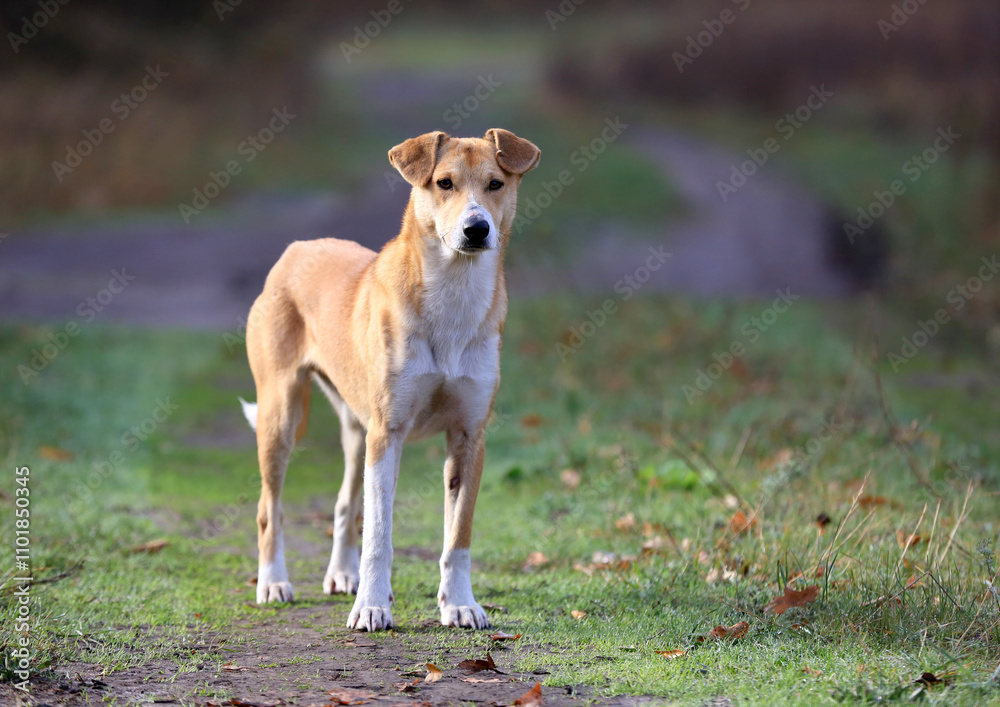 funny dog on autumn meadow