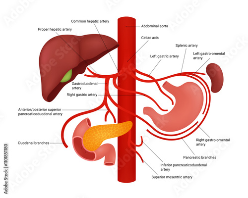 The celiac artery supplies blood to the liver, spleen, and stomach