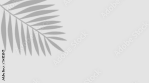 Abstract Looping Motion Shadow White Background of Natural Leaves Palm Tree On Wall