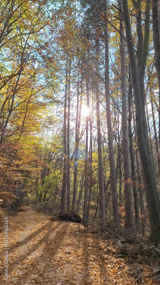 Sunny autumn forest background with falling leaves Sunny autumn forest background with falling leaves