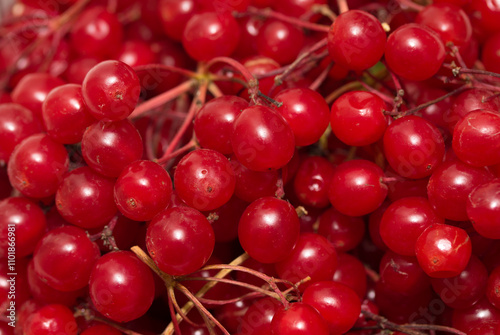 cranberry, cranberries, red rowan berries lot photo