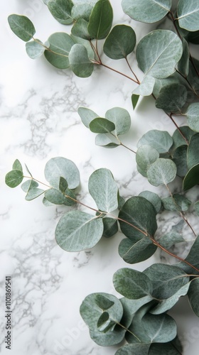 Decorative eucalyptus leaves arranged on a marble surface during daylight hours
