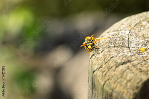 Primer plano de una avispa posada en una superficie de madera con fondo desenfocado. Los colores vivos resaltan su naturaleza. Ideal para proyectos de naturaleza e insectos.