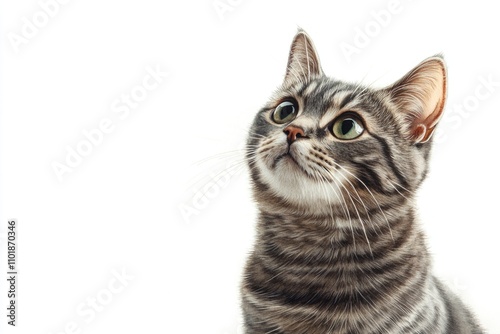 A gray and black cat looks up at something with curiosity