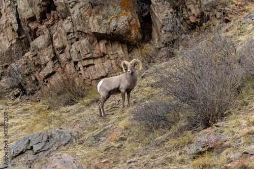 Bighorn Sheep Herd