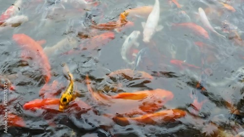 Beautiful Colourful Koi fish swimming in the  fresh clear water