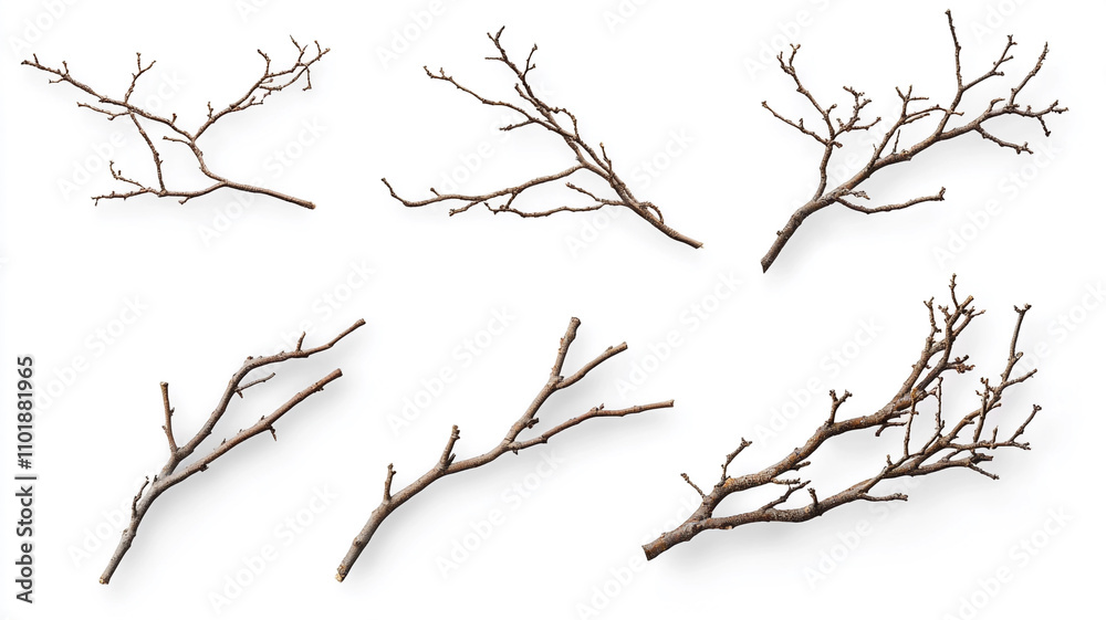 A set of dry branches isolated on a white background A set of dry branches isolated on a white background