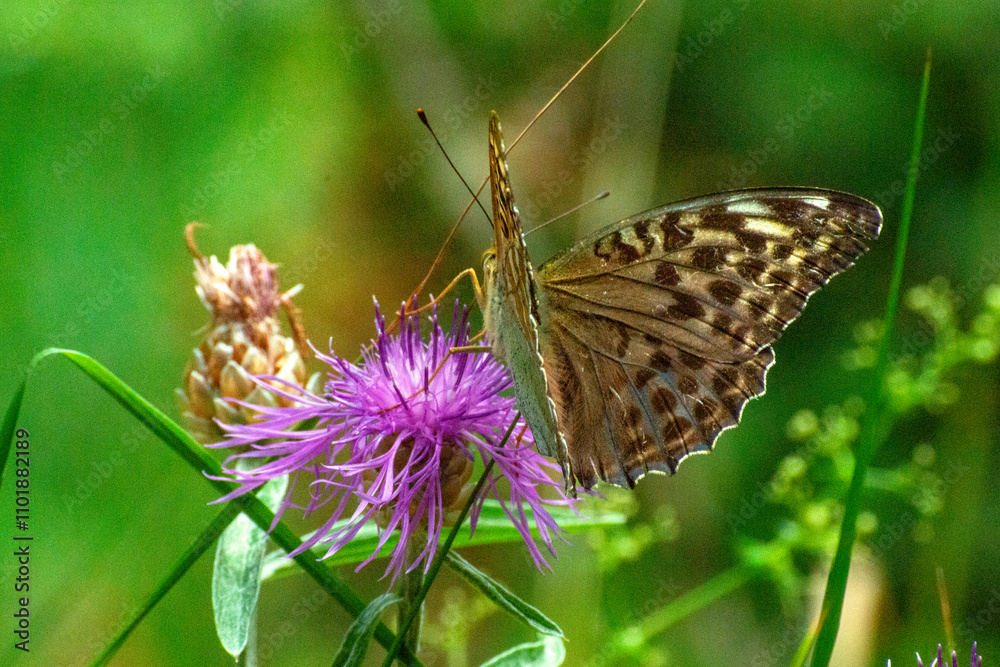 Photograph taken with a 300mm macro lens depicting the pollination of a purple thistle by a rbutterfly on a green background Photograph taken with a 300mm macro lens depicting the pollination of a purple thistle by a rbutterfly on a green background