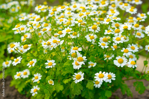 Fototapeta Naklejka Na Ścianę i Meble -  Flowers feverfew