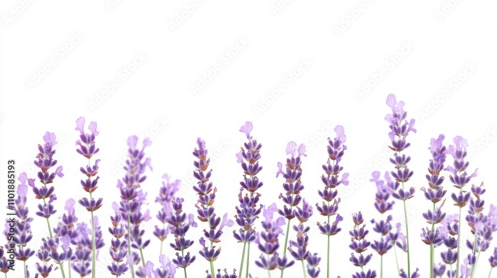 Naklejka premium Beautiful lavender flowers on white background isolated on white background