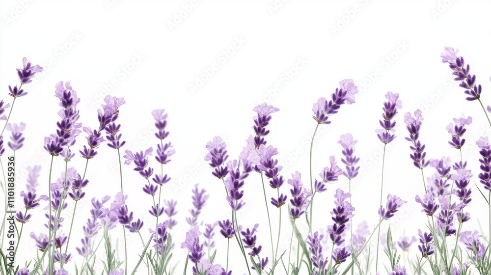 Naklejka premium Beautiful lavender flowers on white background isolated on white background