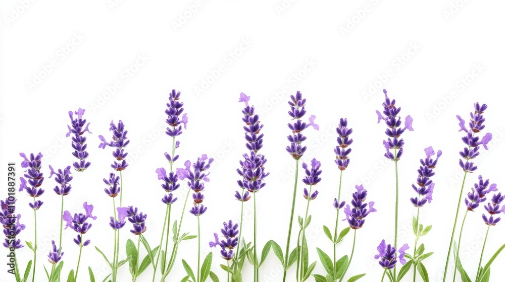 Naklejka premium Beautiful lavender flowers on white background isolated on white background