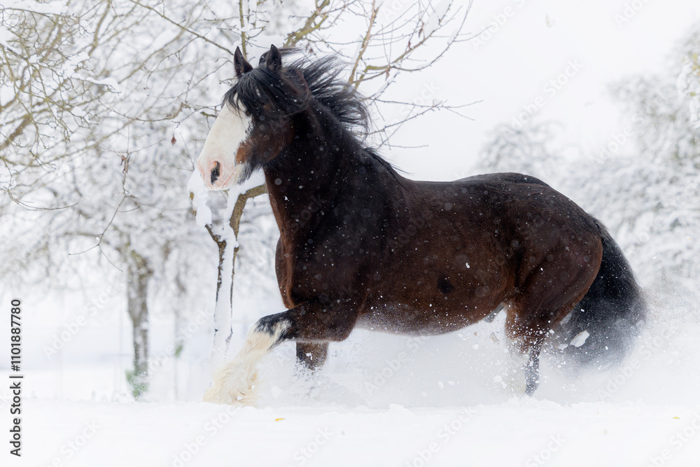Shire Horse in winterwonderland snow Shire Horse in winterwonderland snow