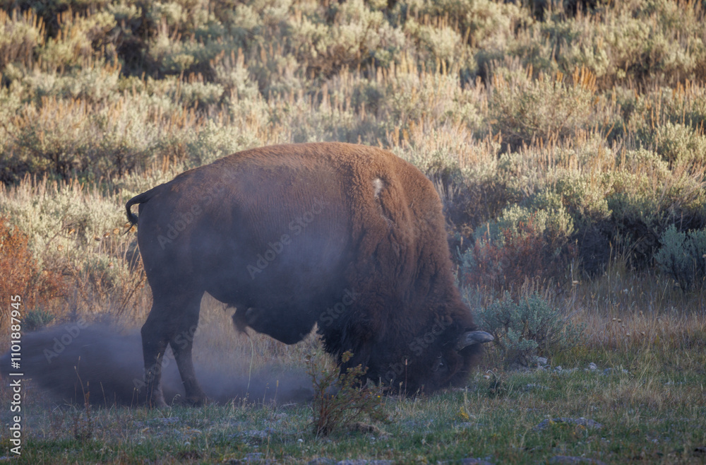 Bison Bull Dusting Off in Wyoming in Autumn Bison Bull Dusting Off in Wyoming in Autumn