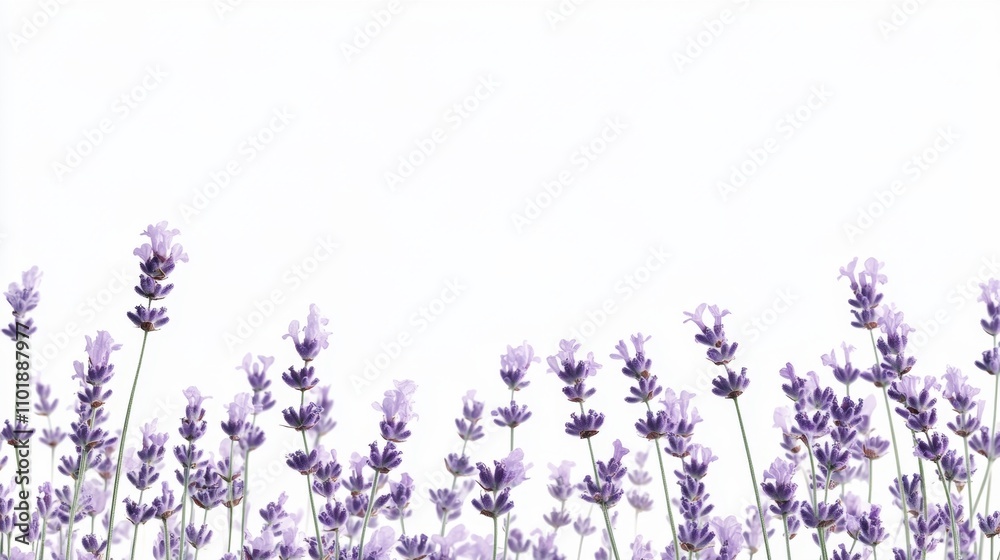 Naklejka premium Beautiful lavender flowers on white background isolated on white background