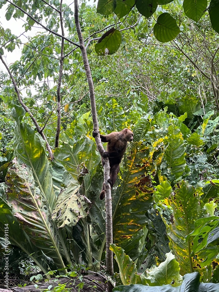 Obraz premium tree in the forest