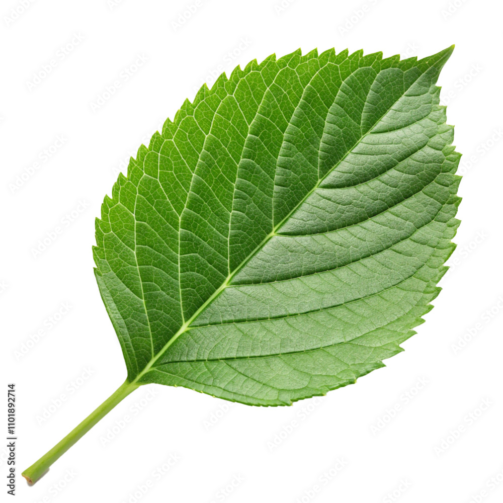 Fototapeta premium green leaf isolated on white background png template