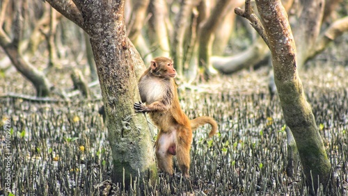 Wild Monkey Eating a Banana in the Jungle