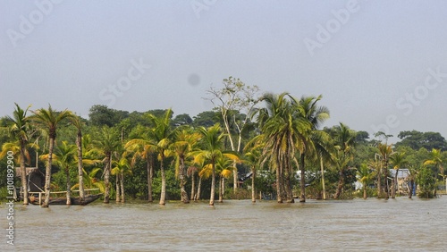 palm tree on the beach