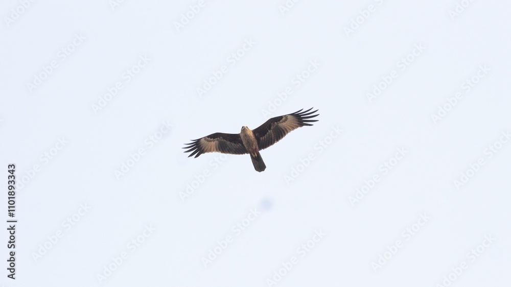 Obraz premium black crowned crane