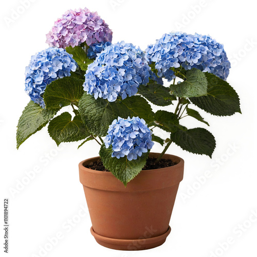 hydrangea flowers in a pot isolated on white