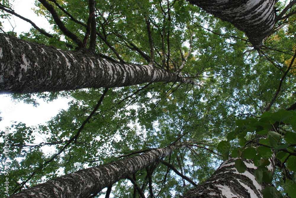 Fototapeta premium Four birches in spring. Early spring trees are still without foliage. Four tall trees with white trunks and black branches grow next to each other. Above them is a sky with gray-white clouds.