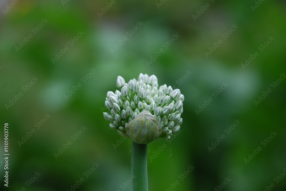 Blooming onion. On a thin green arrow, onion stem a small white flower has blossomed. Inflorescence is rounded with many small white flowers. Small buds are located close to each other. Blooming onion. On a thin green arrow, onion stem a small white flower has blossomed. Inflorescence is rounded with many small white flowers. Small buds are located close to each other.