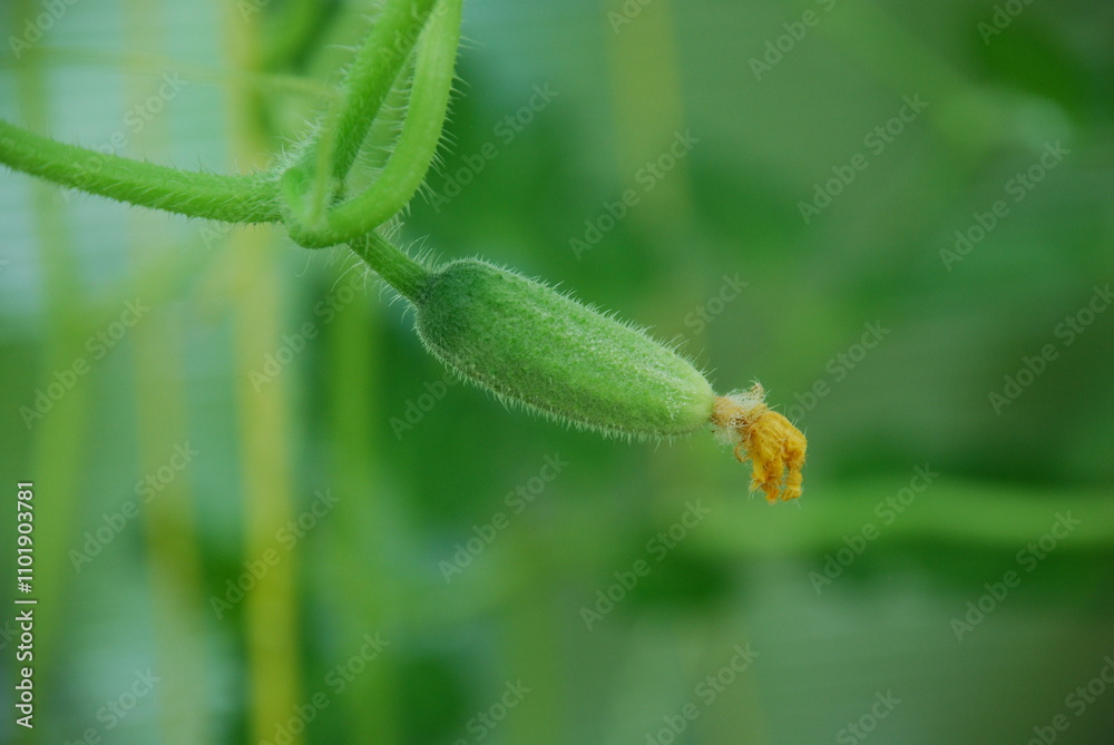 A green cucumber hangs on a branch. A small cucumber has grown among green stems of different sizes. It is elongated, with pimples, green in color. Leaves of different sizes are around it. A green cucumber hangs on a branch. A small cucumber has grown among green stems of different sizes. It is elongated, with pimples, green in color. Leaves of different sizes are around it.