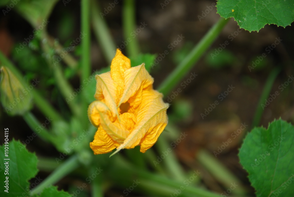 Blooming zucchini. A large yellow flower has blossomed on a thick, hairy green stem. The elongated flower has five petals. There are wide green leaves nearby. A vegetable will soon grow in this place. Blooming zucchini. A large yellow flower has blossomed on a thick, hairy green stem. The elongated flower has five petals. There are wide green leaves nearby. A vegetable will soon grow in this place.