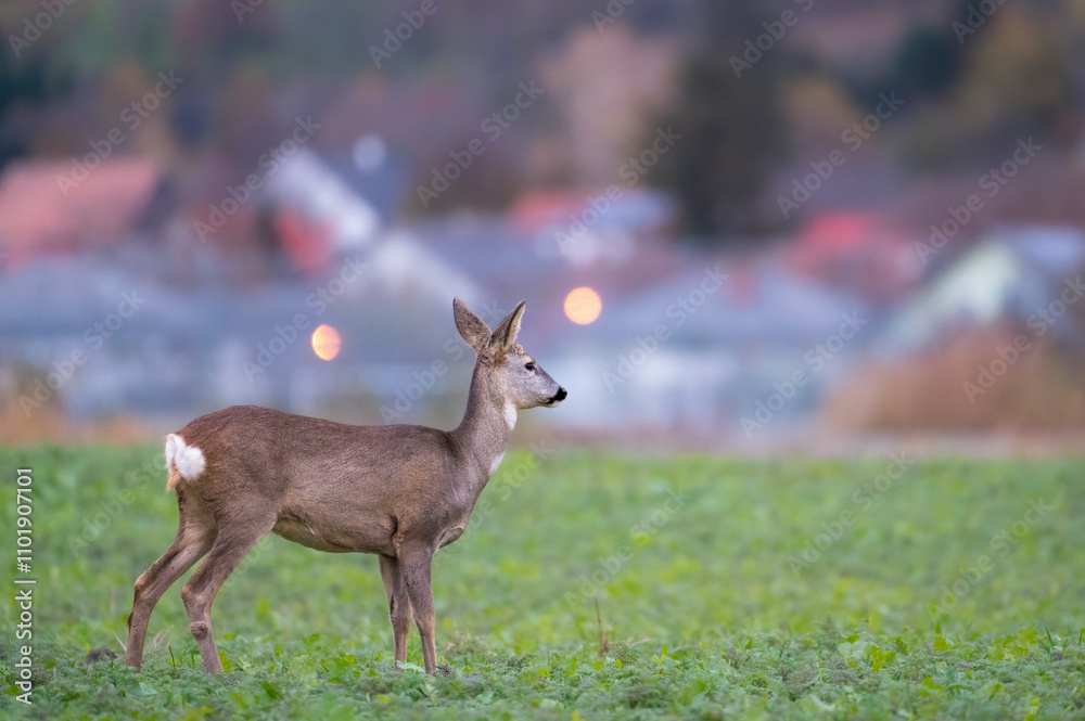Alert roe deer standing on a meadow near village Alert roe deer standing on a meadow near village