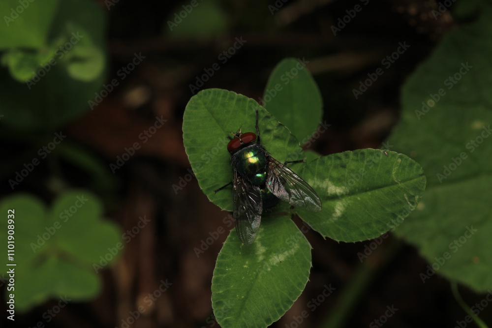 Fototapeta premium macro photo of housefly facing back