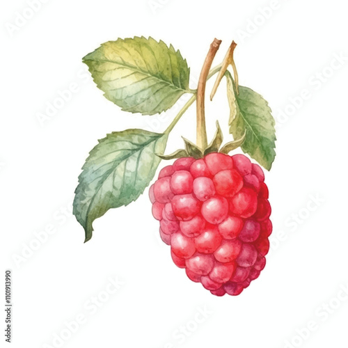 watercolor Raspberry isolated white background