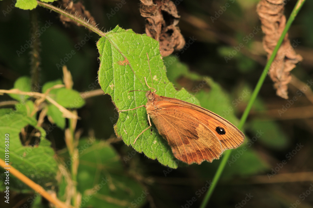 Fototapeta premium vanessa cardui butterfly macro photo 