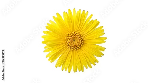 Vibrant yellow dandelion bloom against white backdrop photo