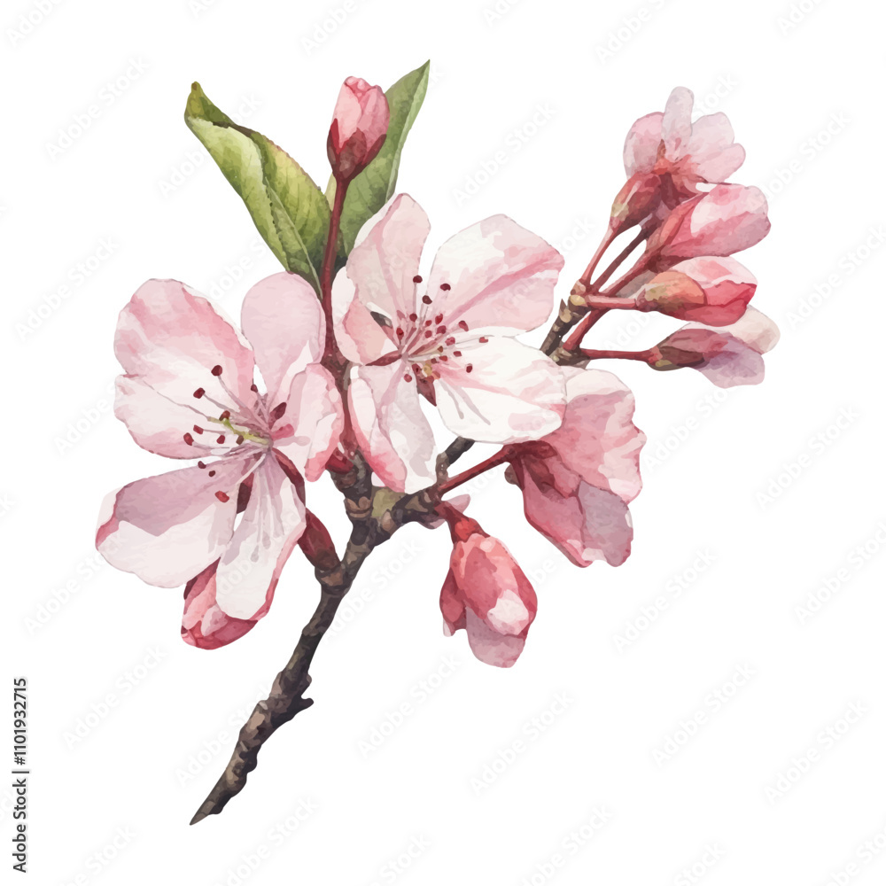 watercolor Sakura isolated white background watercolor Sakura isolated white background