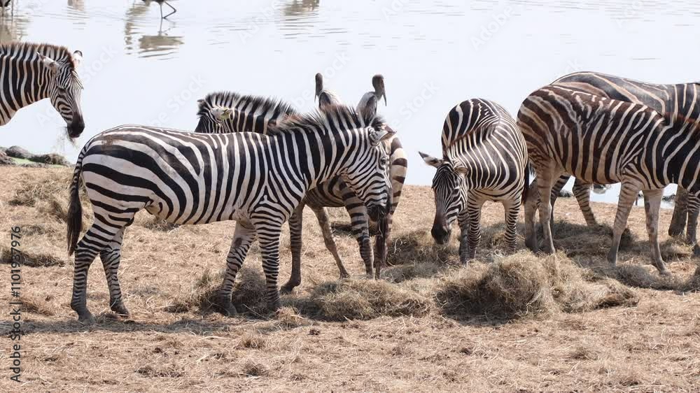 The group of zebras in the wild.