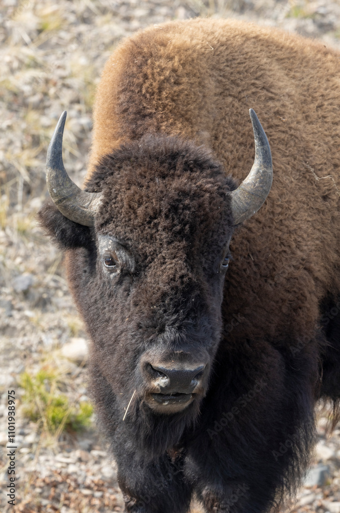 Bison in Yellowstone National Park Wyoming in Autumn Bison in Yellowstone National Park Wyoming in Autumn