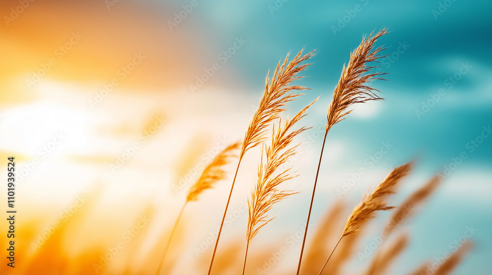 A photostock of a serene meadow with tall grasses swaying in the wind, under a cloudy sky A photostock of a serene meadow with tall grasses swaying in the wind, under a cloudy sky