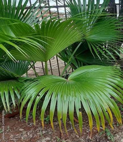 Palmeira leque.   Pritchardia Glabrata. photo