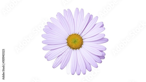 Elegant pale lilac daisy on white background