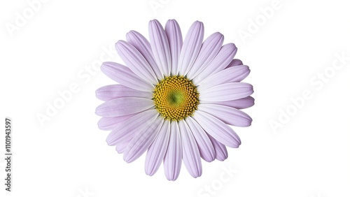 Elegant pale lilac daisy on white background