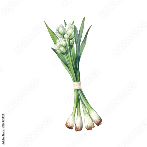 watercolor Scallion isolated white background