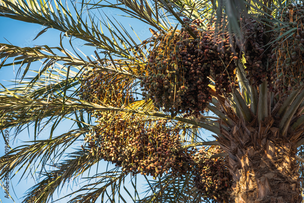 Naklejka premium Dates on the date palm
