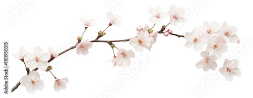 PNG Cherry blossom branch with delicate white flowers